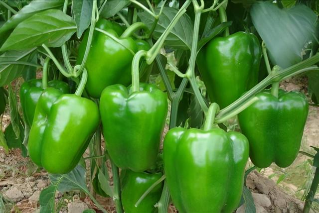 维生素c的菜谱（却不知它的维生素C含量很高）