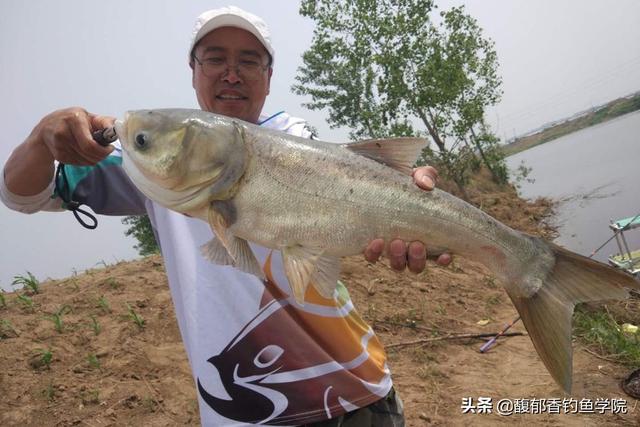 鱼尾为什么那么好吃（什么鱼的鱼尾最好吃）